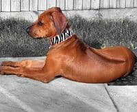 The Safari Collection Dog Collars - Holly & Lil Collars Handmade in Britain, Leather dog collars, leads & Dog harnesses.