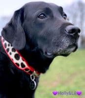 The Safari Collection Dog Collars - Holly & Lil Collars Handmade in Britain, Leather dog collars, leads & Dog harnesses.