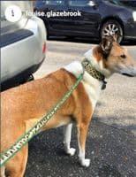 The Safari Collection Dog Collars - Holly & Lil Collars Handmade in Britain, Leather dog collars, leads & Dog harnesses.