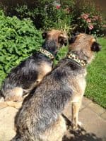 The Safari Collection Dog Collars - Holly & Lil Collars Handmade in Britain, Leather dog collars, leads & Dog harnesses.