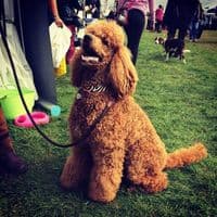 The Safari Collection Dog Collars - Holly & Lil Collars Handmade in Britain, Leather dog collars, leads & Dog harnesses.