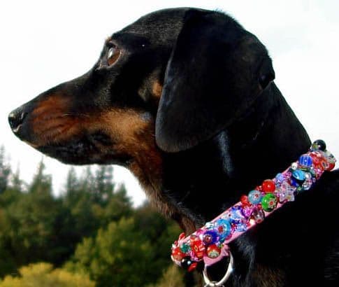 The Secret Garden. Millefiori Beaded dog collar