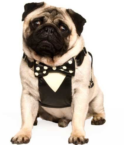 Tuxedo Dog Harness