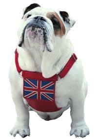 UK Flag Leather dog Harness