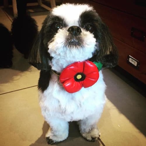 Union Rose Flower dog collar EXCLUSIVE