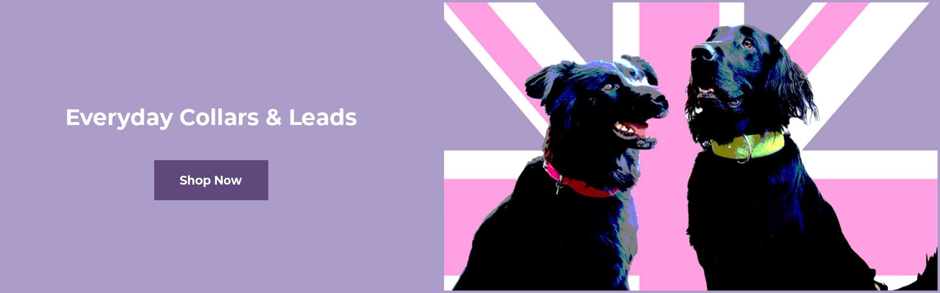 Everyday Collars & Leads