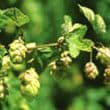 Hop Oil Chinook 10 ml
