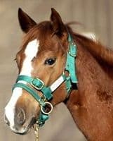Monty Roberts Dually Halter Extra Small Green Nylon Headcollar