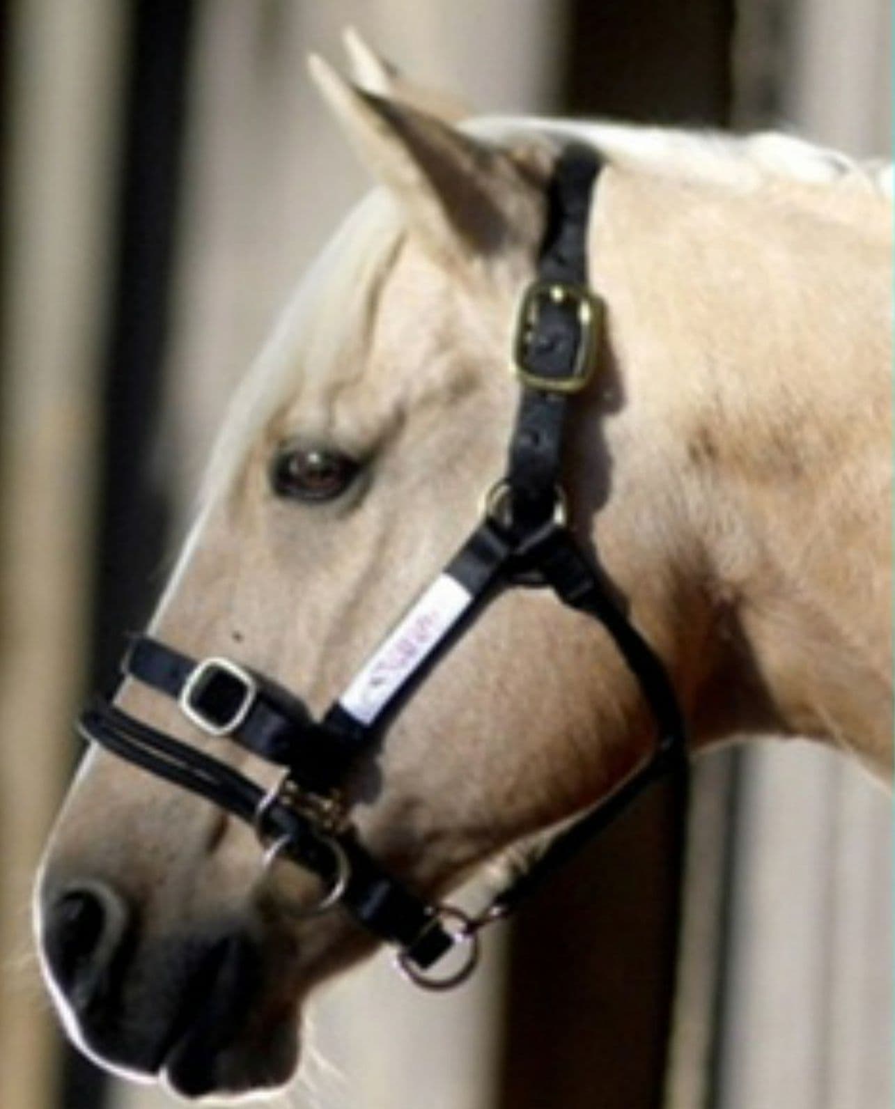 Monty Roberts Dually Halter Medium Black Nylon Headcollar
