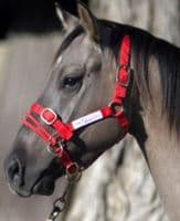 Monty Roberts Dually Halter Small Red Nylon Headcollar