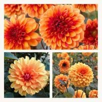 Dahlia David Howard