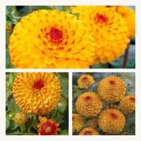 Dahlia Sunny Boy