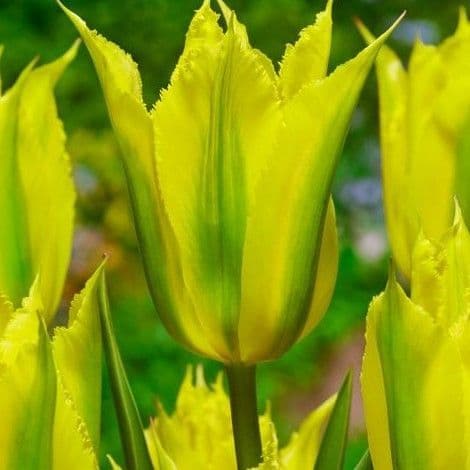 Tulip Green Mile