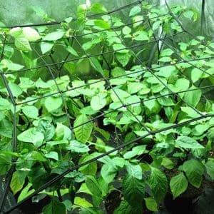 Grow tent Stretch Net