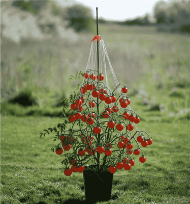 Stringy Thingy - Plant and Branch support