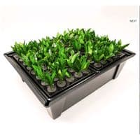 X-Stream 80 plant Aeroponic propagator