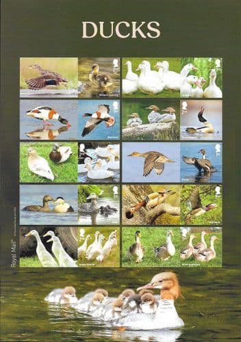 LS175 2025 Ducks (Smilers Sheet)
