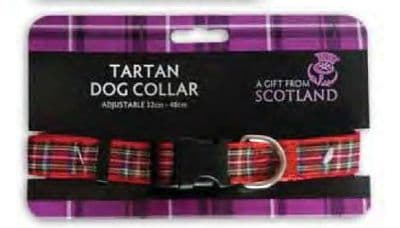 Scottish Royal Stewart Tartan Dog Collar (32cm - 48cm)