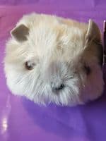 Thistle Products Wild Hairy Haggis Soft Toy - Cream