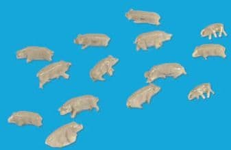 5176 Pigs
