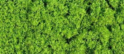 GM150 30g Fine Light Green Foliage