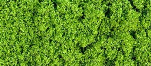 GM150 30g Fine Light Green Foliage