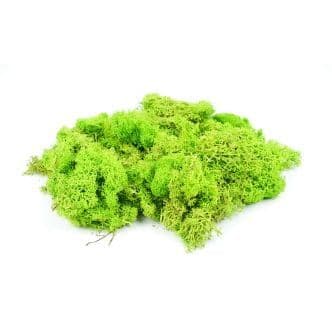 GM1601 Lichen Light green