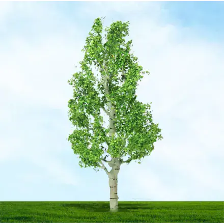 TS003927 Birch - 75mm & 100mm (2)