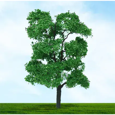 TS003965 Ash Tree - 75mm & 100mm (2)