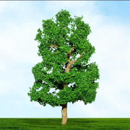 TS004016 Sycamore - 75mm & 100mm (2)