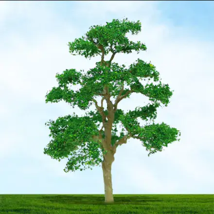 TS004023 Elm tree - 75mm & 100mm (2)