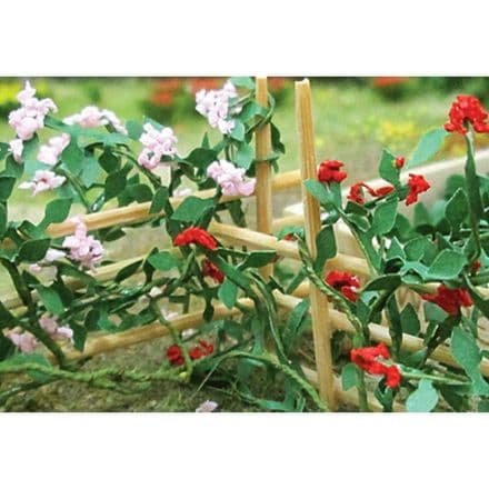 TS00678 Climbing Roses (6 per pack)