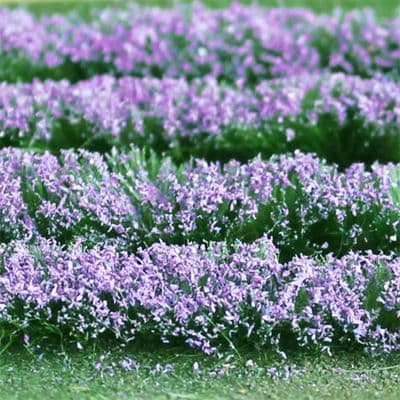 TS00712 Lavender (125mm x 155mm Sheet)