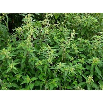 TS00899 Nettles (14 per pack)