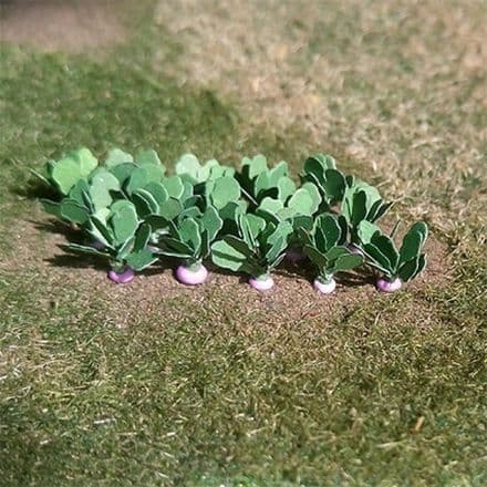 TS00984 Turnips (14 per pack)