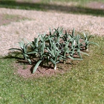 TS00985 Leeks (12 per pack)