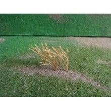 TS01011 Brown Wheat
