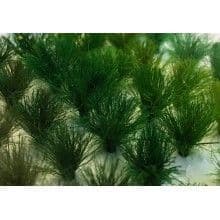 TS01022 10mm Assorted Green Tufts (30 per pack)