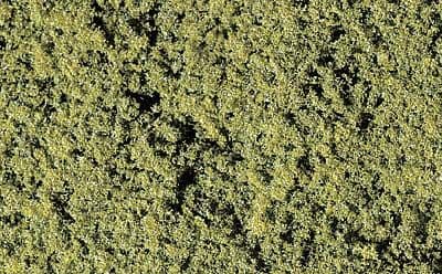 WF52 Medium Green Foliage