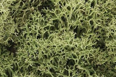 WL161 Spring Green Lichen