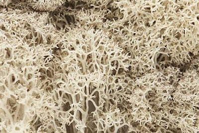 WL166 Natural Lichen