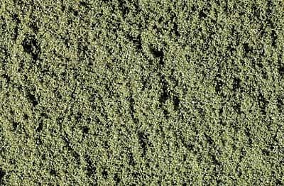 WT46 Weeds Fine Turf