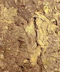 Cork Wall Tile - Colorado - Natural Cork Top (Pack of 2)