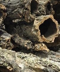 Virgin Cork Bark - Full Tubed (2 kg)