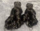Brazilian bouncy curl  premium