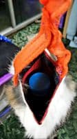Bungee Rabbit bottle crunch