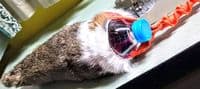 Bungee Rabbit bottle crunch