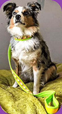 Candy Floss Beaded Martingale All in one lead