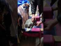 Hand-Made Clayton Leather Figure of 8 Collar / Training Collar