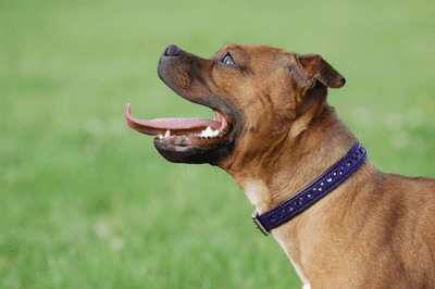 Hand-Made PURPLE Leather Bridle Collar - 3/4